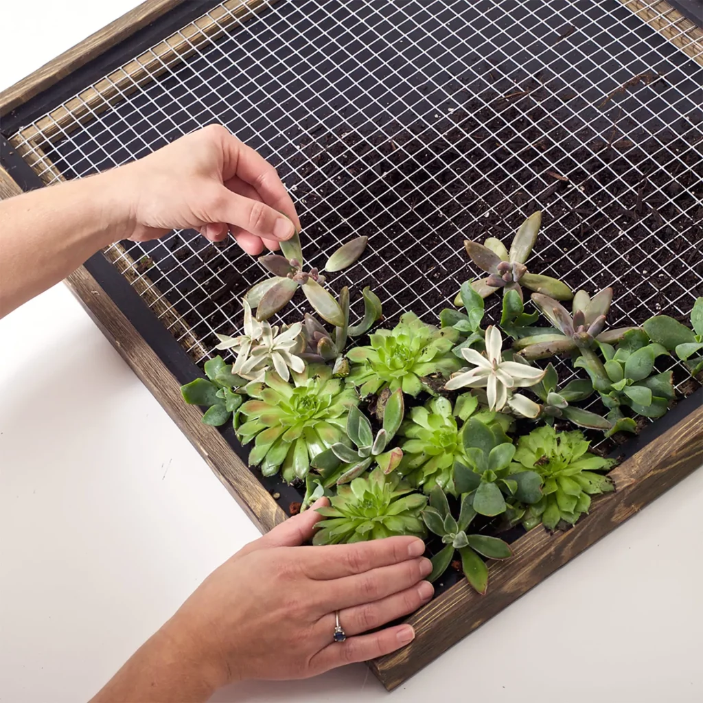 Square Mesh